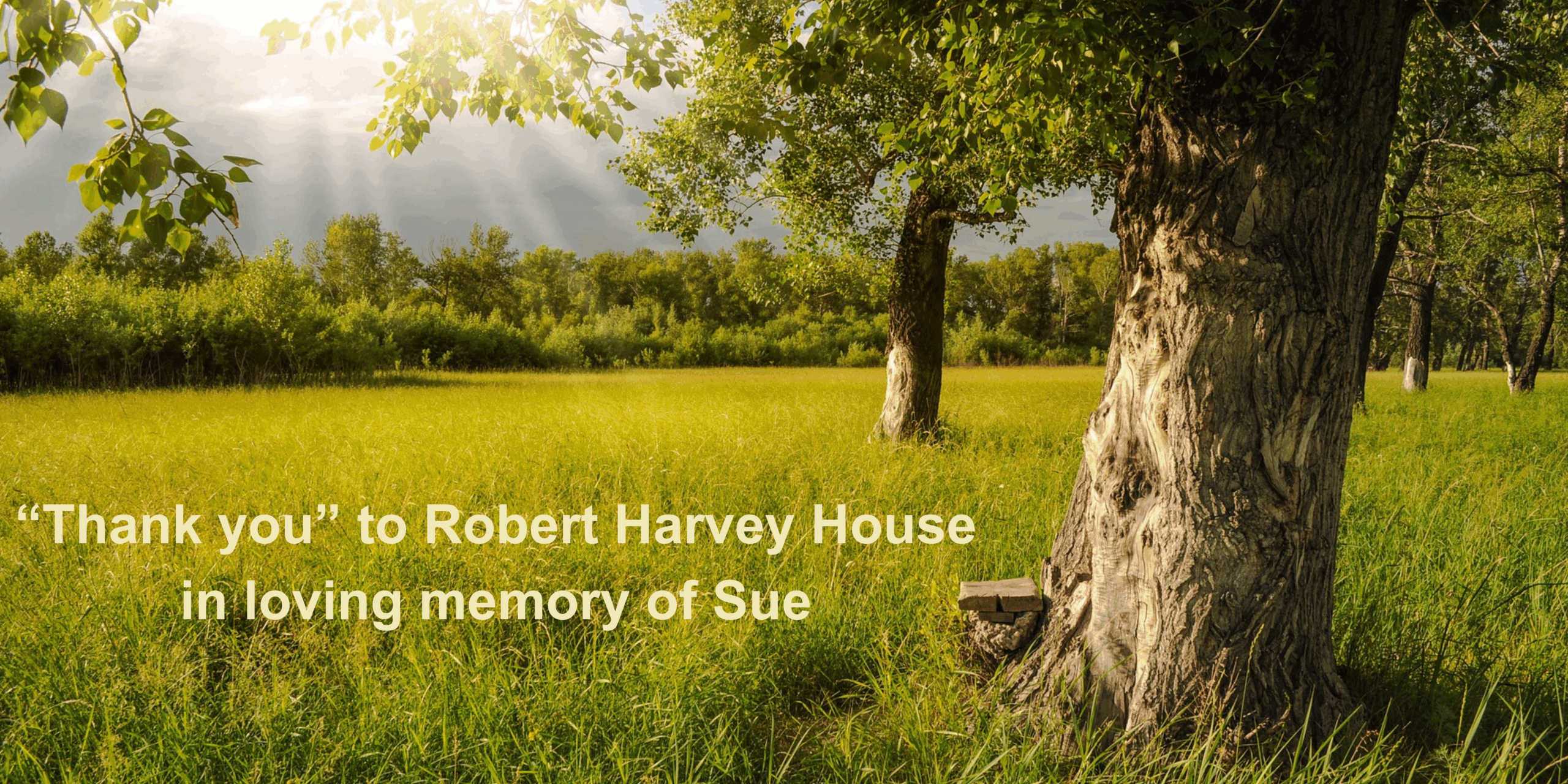 Image of trees in a meadow at sunrise