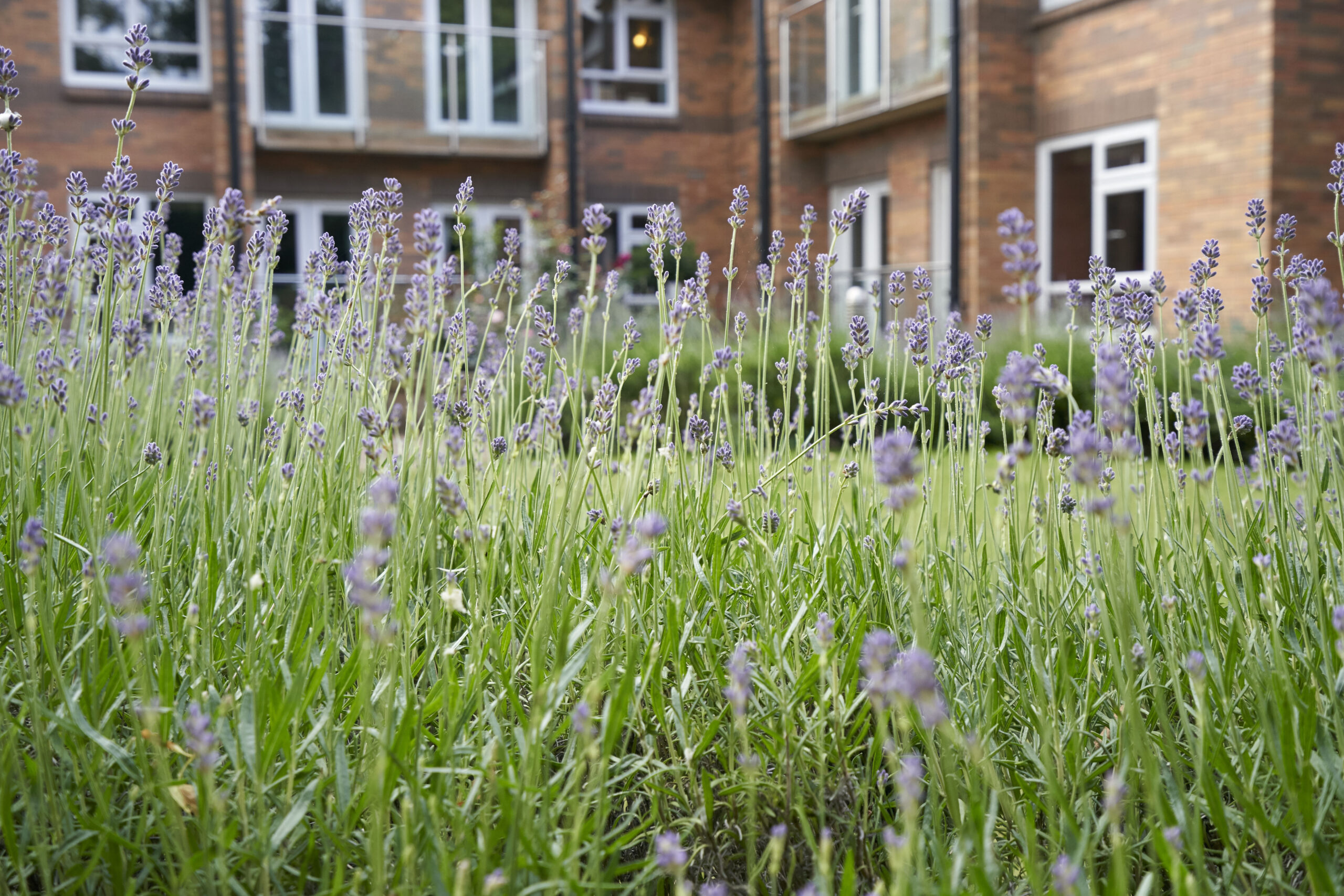Robert Harvey House garden